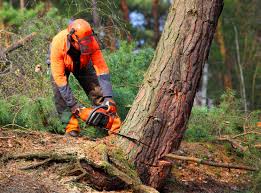 Best Tree Maintenance Programs  in Englewood, FL